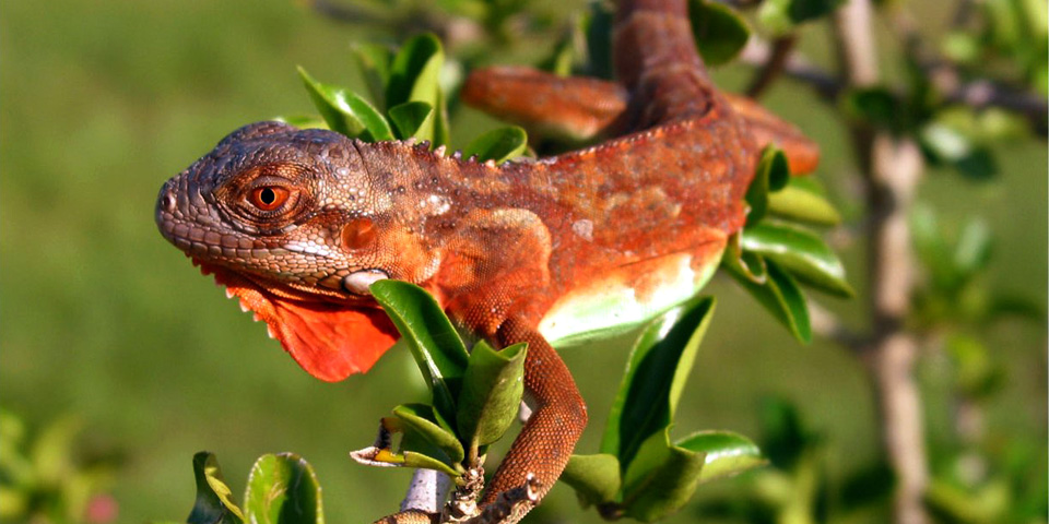 iguana