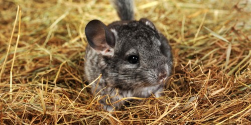 chinchilla