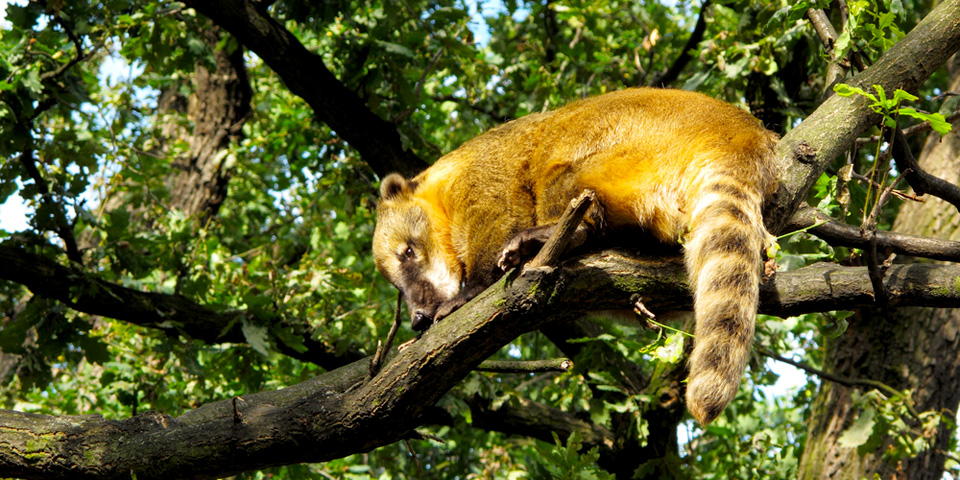 coati