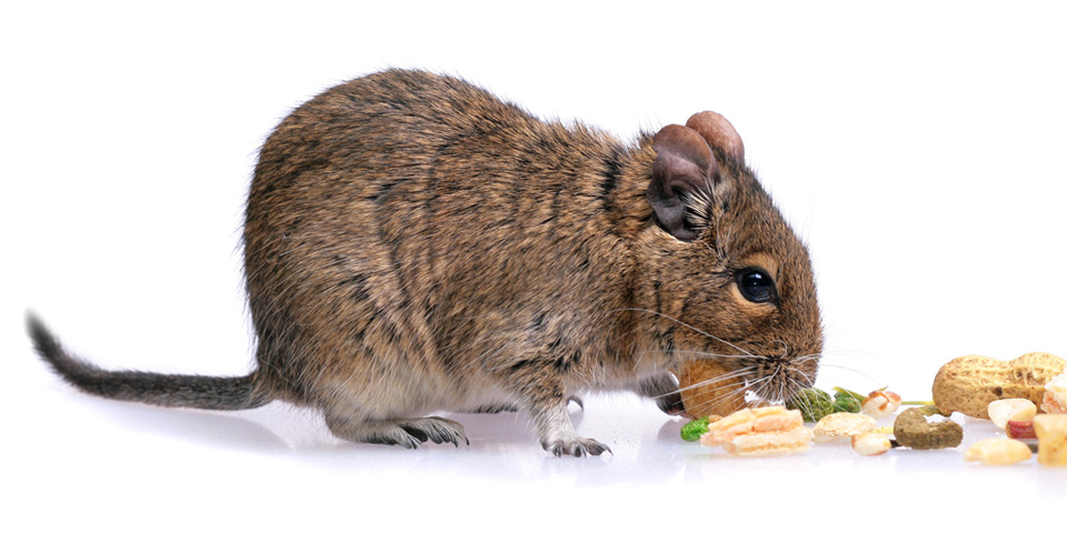 degu