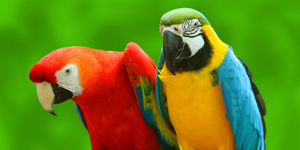 macaw