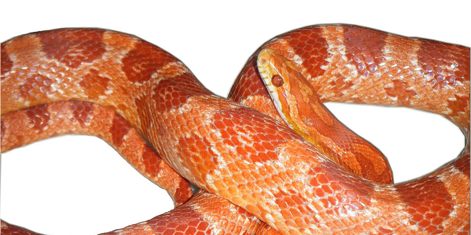 maizal
