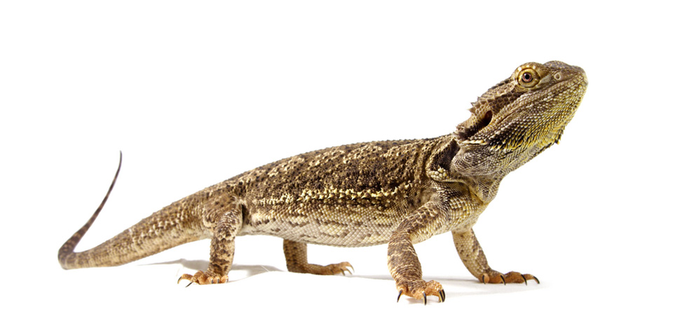 pogona