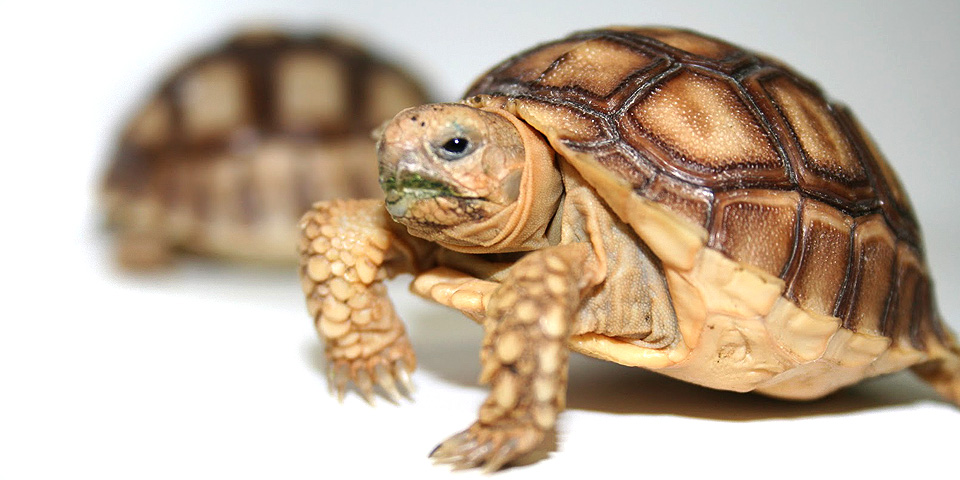 sulcata